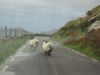 rennende Schafe